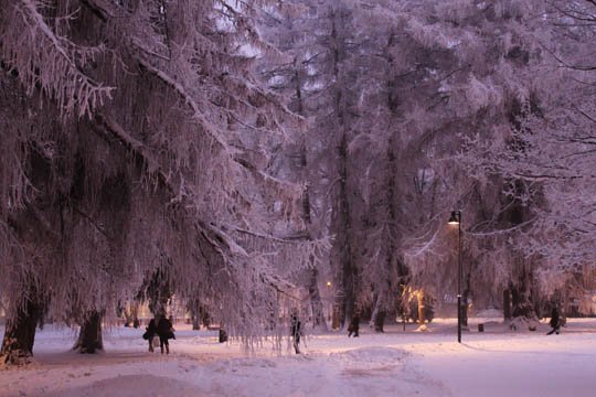 神奇的大自然：漂亮的雪树图片欣赏