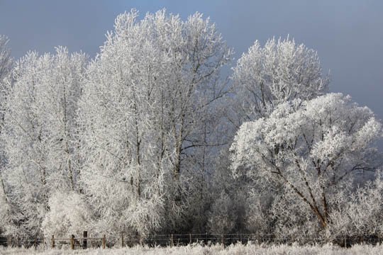 神奇的大自然：漂亮的雪树图片欣赏