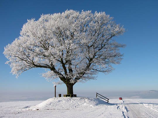 神奇的大自然：漂亮的雪树图片欣赏