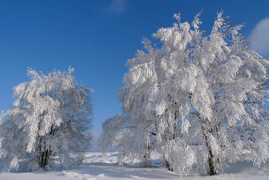 神奇的大自然：漂亮的雪树图片欣赏