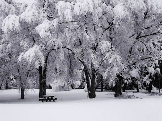 神奇的大自然：漂亮的雪树图片欣赏