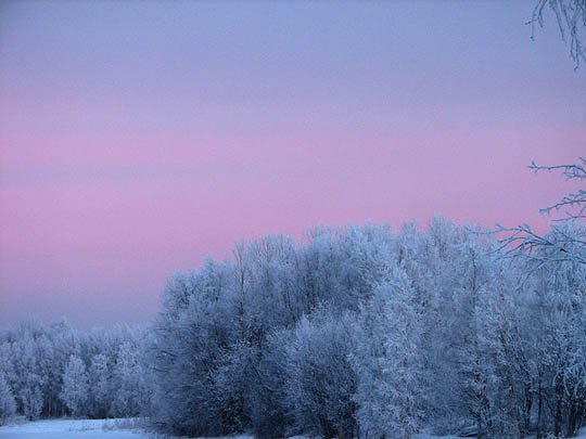 神奇的大自然：漂亮的雪树图片欣赏