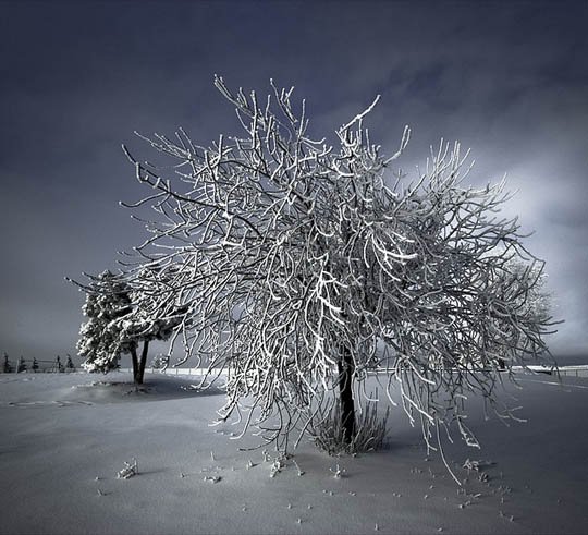 神奇的大自然：漂亮的雪树图片欣赏