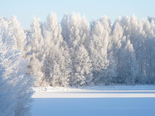 神奇的大自然：漂亮的雪树图片欣赏