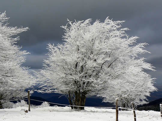 神奇的大自然：漂亮的雪树图片欣赏