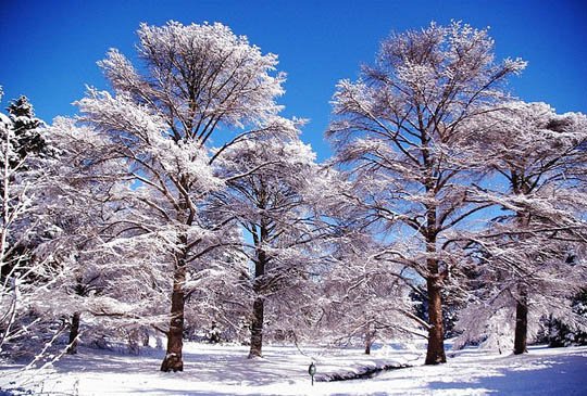 神奇的大自然：漂亮的雪树图片欣赏