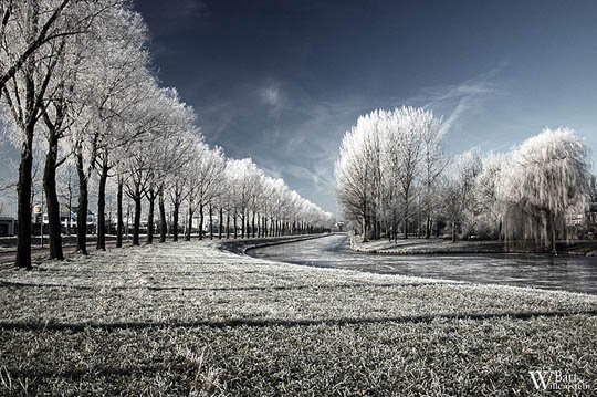 神奇的大自然：漂亮的雪树图片欣赏