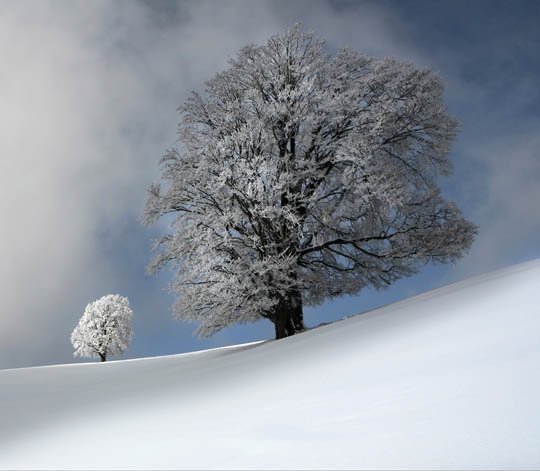 神奇的大自然：漂亮的雪树图片欣赏