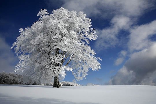 神奇的大自然：漂亮的雪树图片欣赏