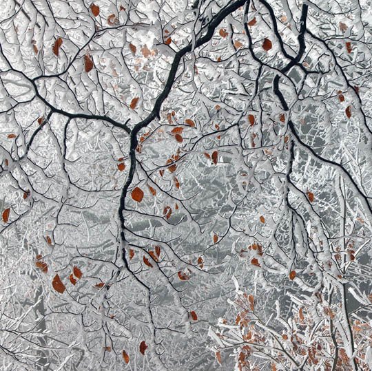 神奇的大自然：漂亮的雪树图片欣赏