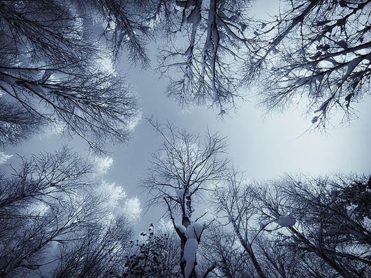 神奇的大自然：漂亮的雪树图片欣赏