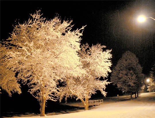 神奇的大自然：漂亮的雪树图片欣赏