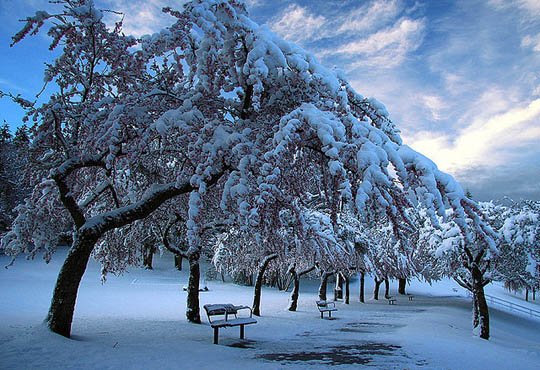 神奇的大自然：漂亮的雪树图片欣赏