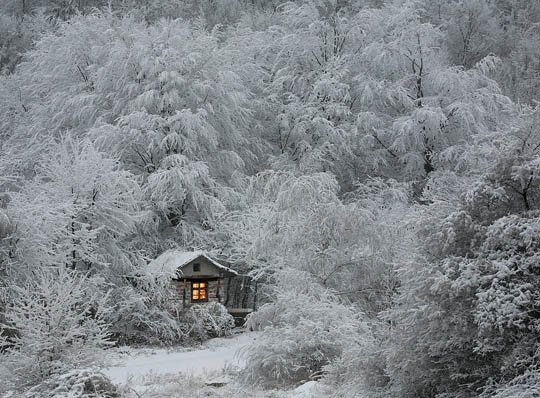 神奇的大自然：漂亮的雪树图片欣赏