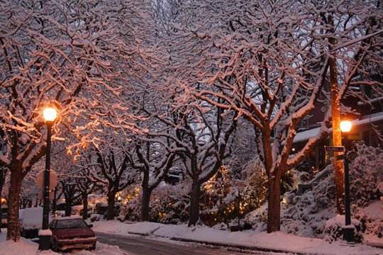 神奇的大自然：漂亮的雪树图片欣赏