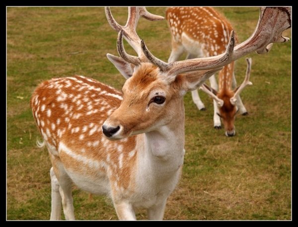 动物摄影欣赏：鹿