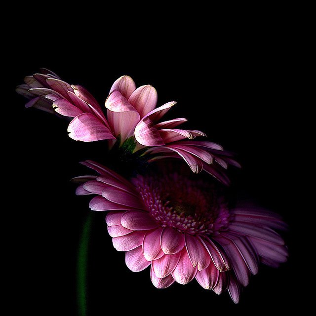 Magda Indigo迷人的花卉摄影