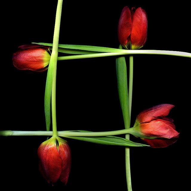 Magda Indigo迷人的花卉摄影