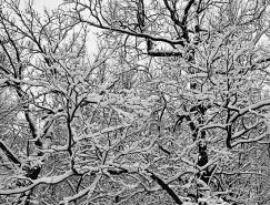 黑白雪景摄影欣赏