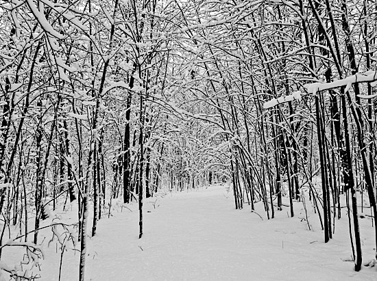 黑白雪景摄影欣赏