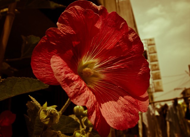 60张漂亮的花卉摄影作品