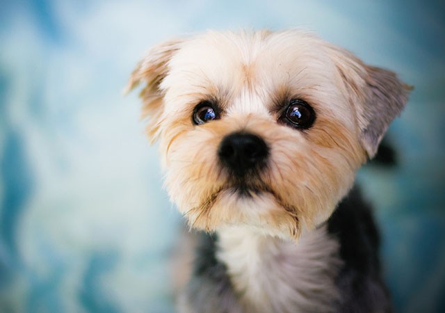 动物摄影欣赏：可爱的小狗