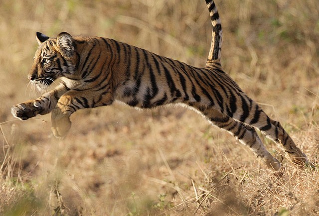 野生动物摄影：老虎