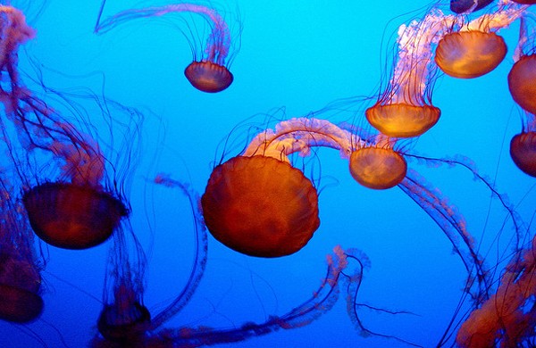 40张漂亮的海洋生物摄影欣赏