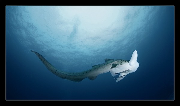 Andrey Narchuk镜头下美丽的海洋生物