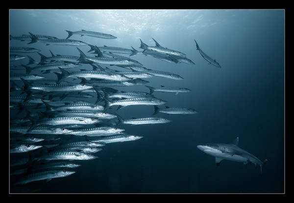 Andrey Narchuk镜头下美丽的海洋生物