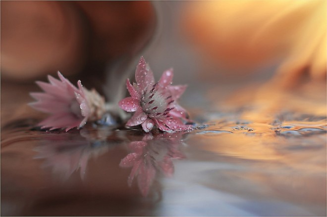 保加利亚摄影师Juliana Nan梦幻般的花卉摄影