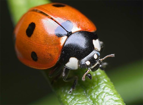 昆虫摄影：35张瓢虫图片