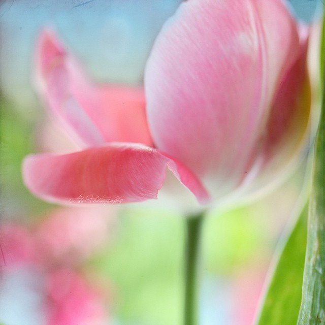 Aina Apelthun美丽的花卉摄影
