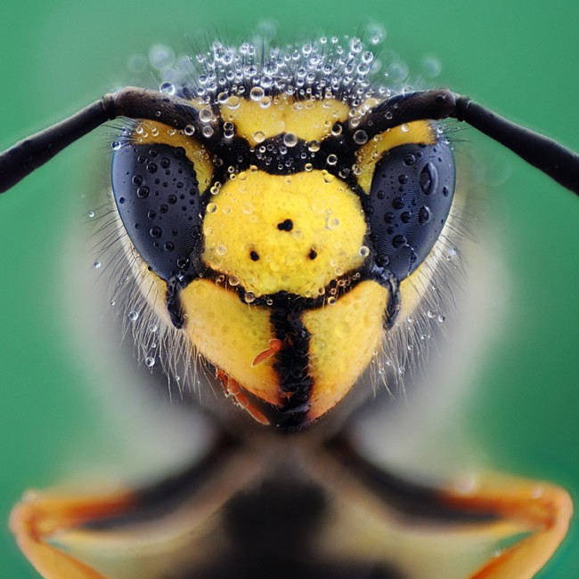 完美的昆虫微距摄影