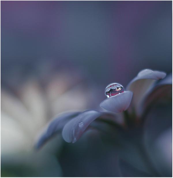 微距摄影欣赏：叶上的露珠