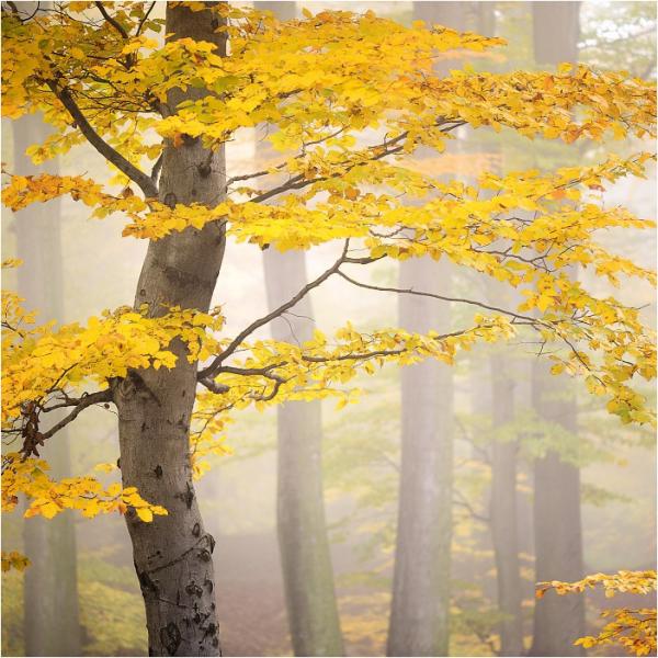 Tomas Morkes美丽的森林风光摄影