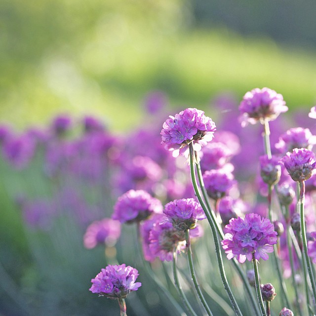Larri Cochran美丽的花卉摄影