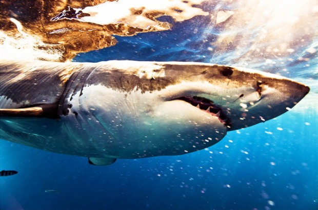 Michael Muller摄影作品：海洋霸主—鲨鱼