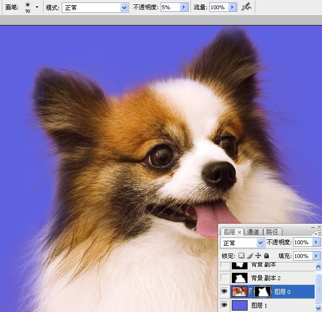 利用PS通道混合器及画笔抠出毛发较多的宠物狗
