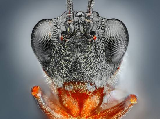 10张完美的昆虫微距摄影