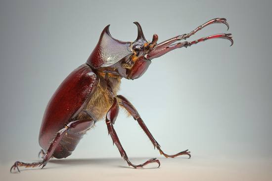 10张完美的昆虫微距摄影