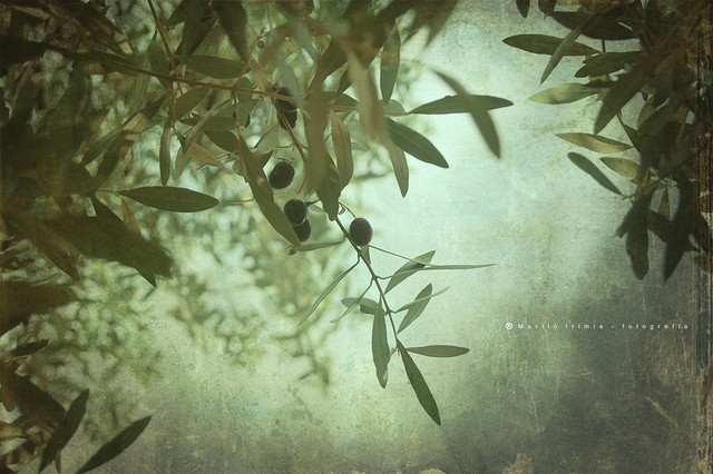 Marilo Bou植物和花卉摄影