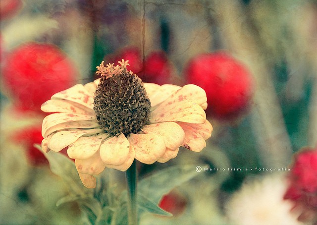 Marilo Bou植物和花卉摄影