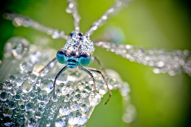 David Chambon微距摄影：裹满露水的昆虫