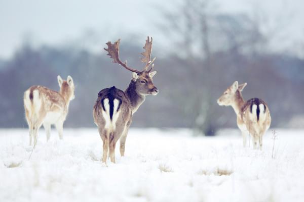 Mark Bridger动物摄影欣赏：鹿