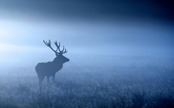 Mark Bridger动物摄影欣赏：鹿