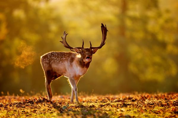 Mark Bridger动物摄影欣赏：鹿