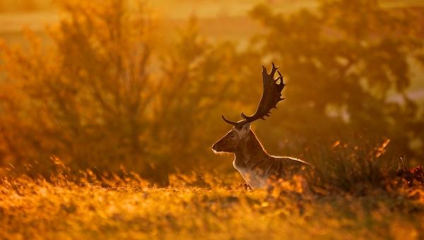 Mark Bridger动物摄影欣赏：鹿