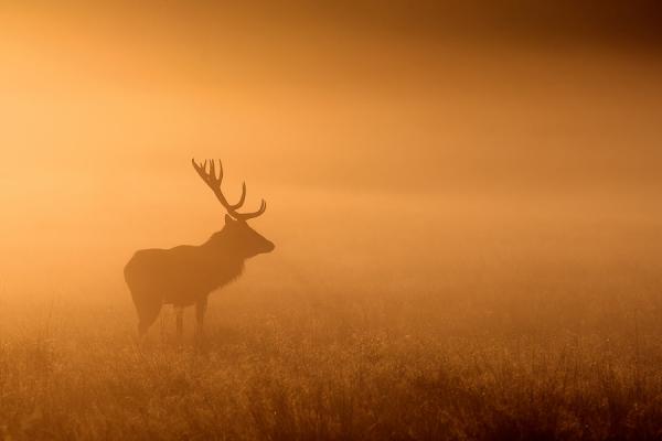 Mark Bridger动物摄影欣赏：鹿