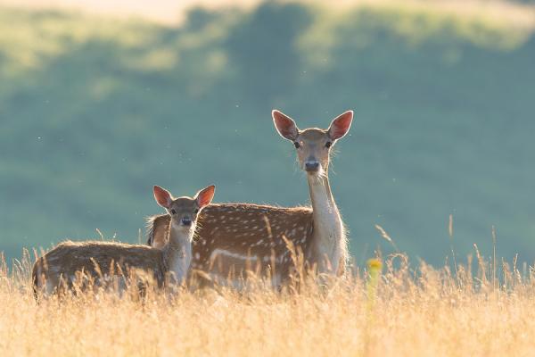 Mark Bridger动物摄影欣赏：鹿